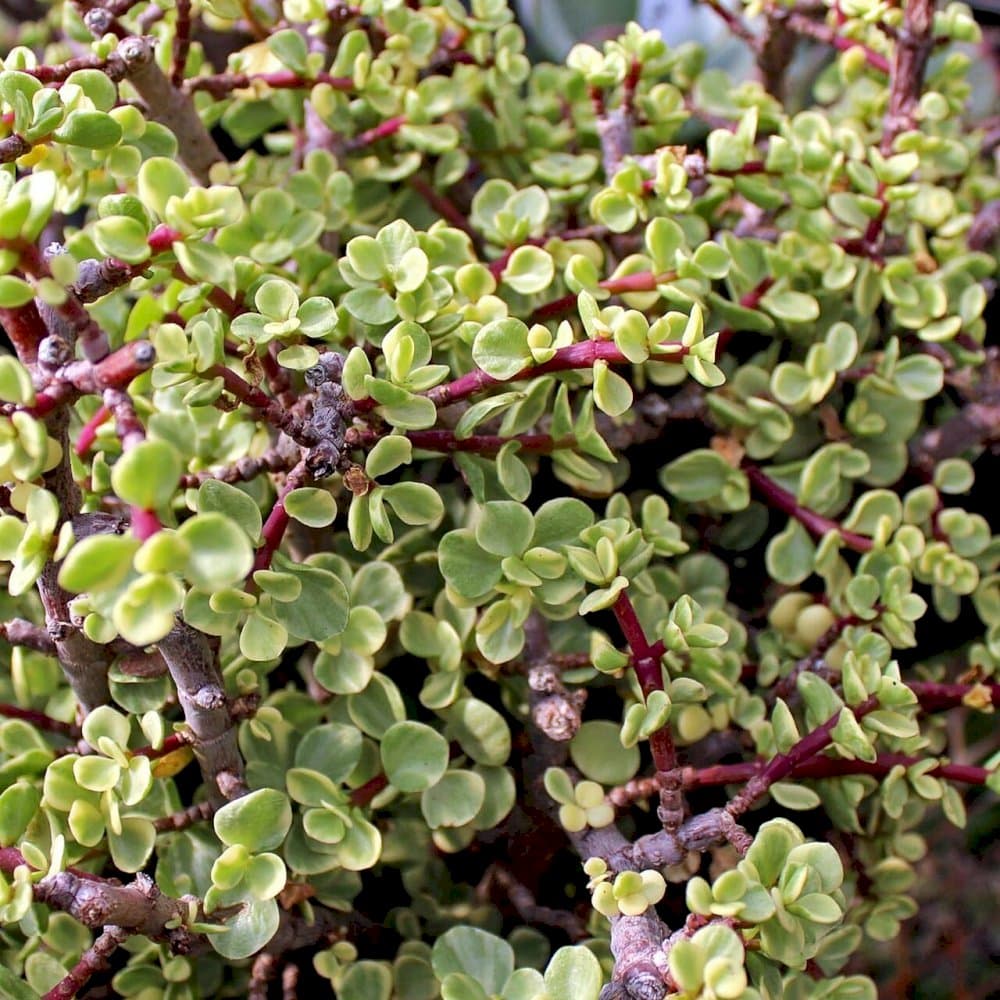 elephant bush 'Variegata'