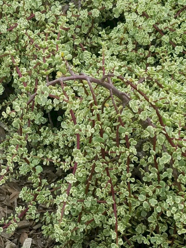 elephant bush 'Variegata'