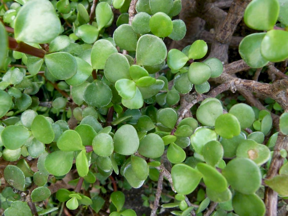 elephant bush 'Variegata'