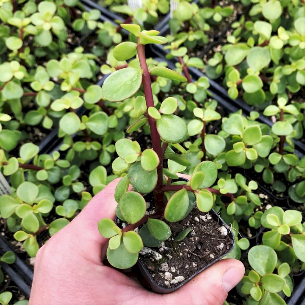 elephant bush 'Variegata'