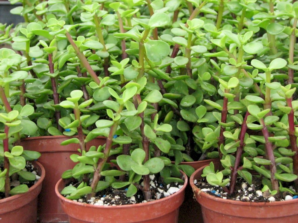 elephant bush 'Variegata'