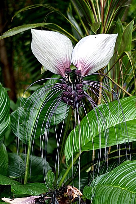 bat flower