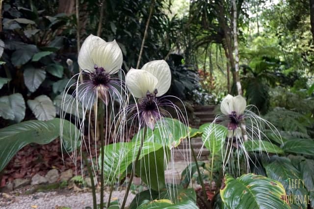 bat flower