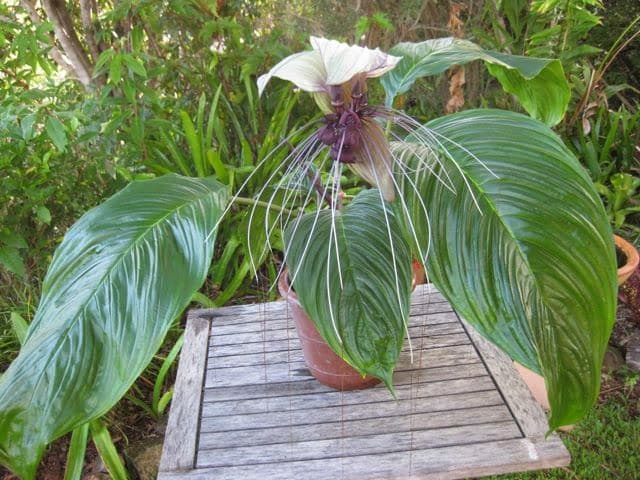 bat flower