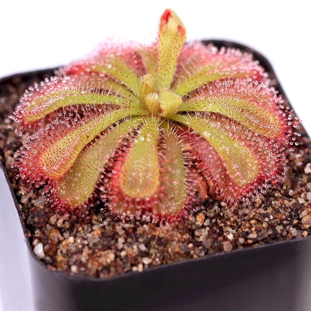 Princess Alice's sundew