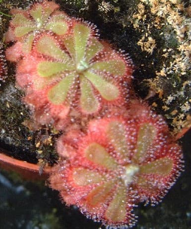 Princess Alice's sundew