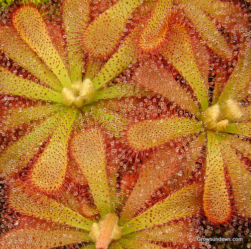 Princess Alice's sundew