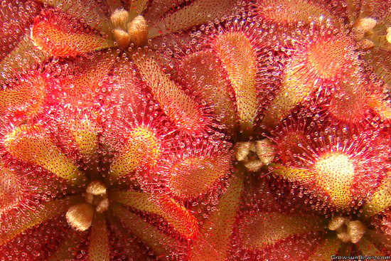 Princess Alice's sundew