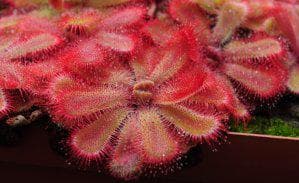 Princess Alice's sundew