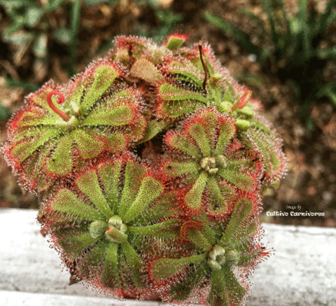 Princess Alice's sundew