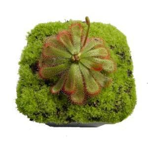 Princess Alice's sundew