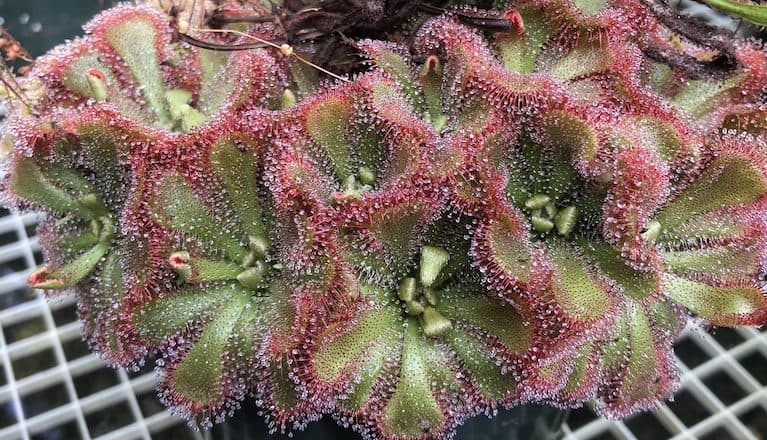 Princess Alice's sundew