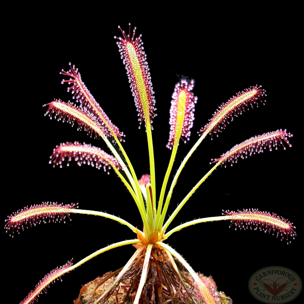 narrow-leaved Cape Colony sundew