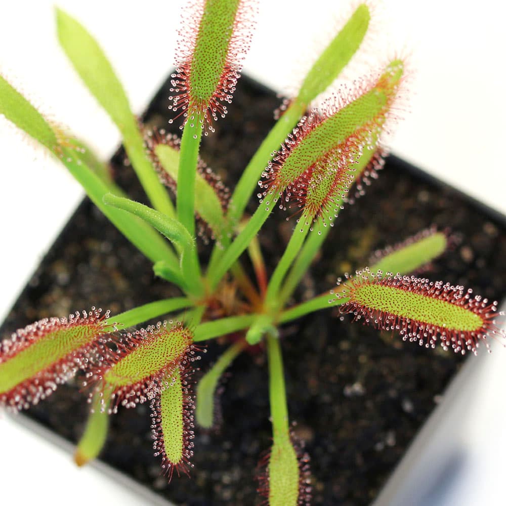 narrow-leaved Cape Colony sundew