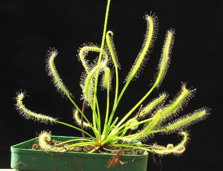 narrow-leaved Cape Colony sundew