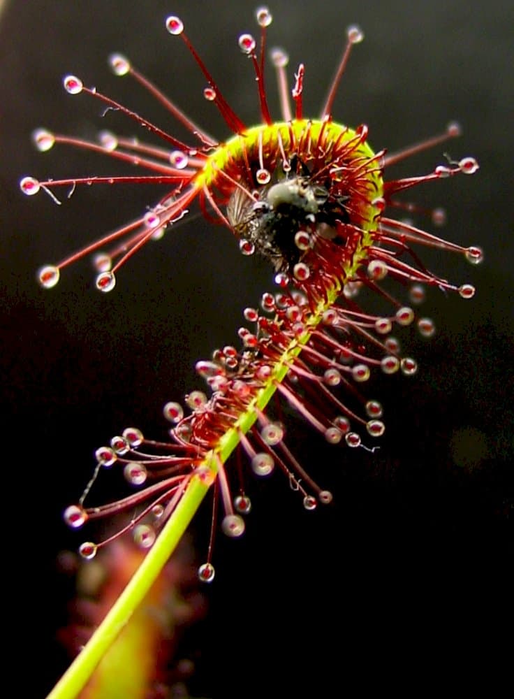 narrow-leaved Cape Colony sundew