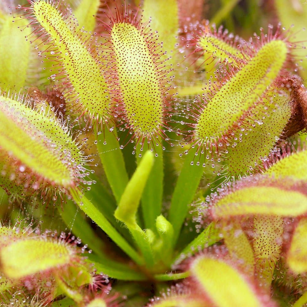 narrow-leaved Cape Colony sundew