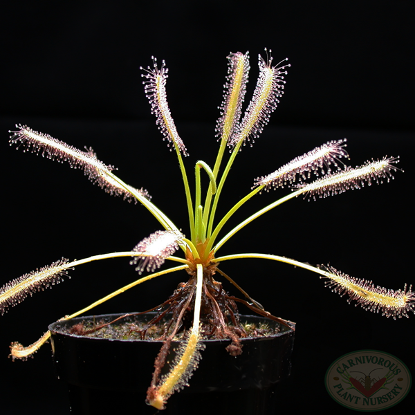 narrow-leaved Cape Colony sundew