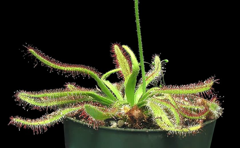 narrow-leaved Cape Colony sundew