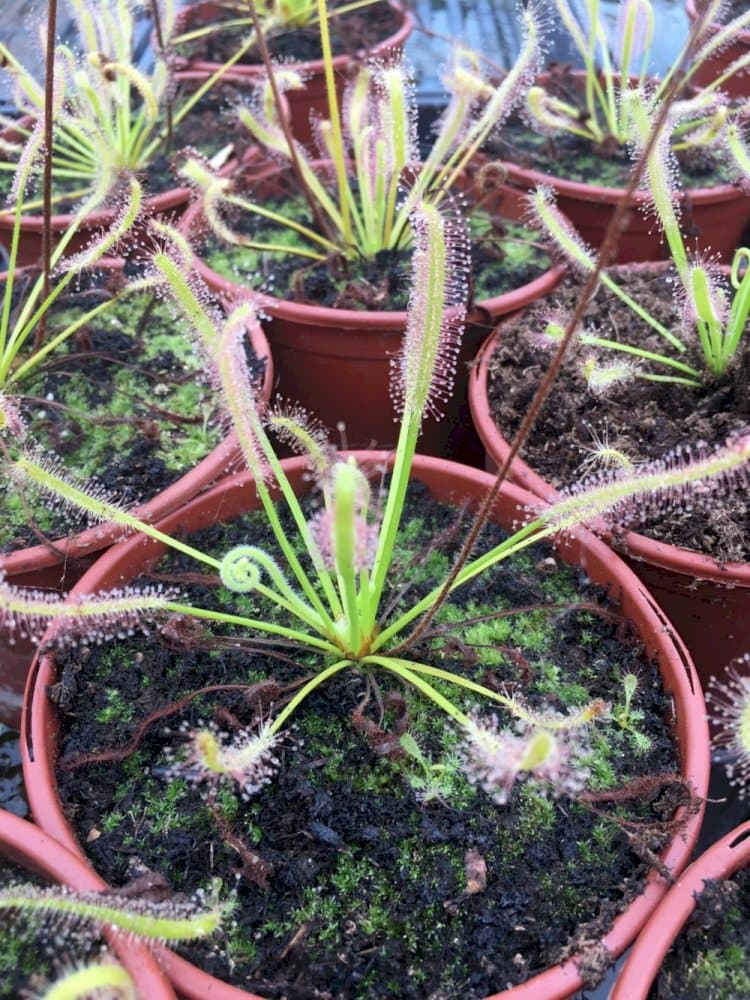 narrow-leaved Cape Colony sundew