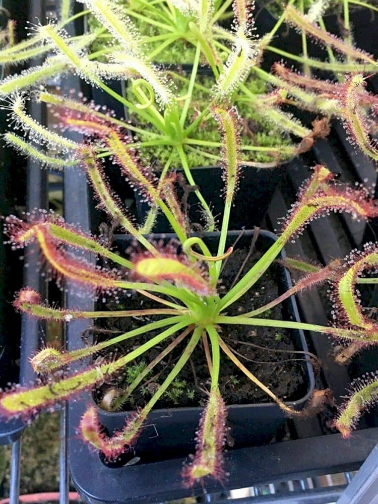 narrow-leaved Cape Colony sundew