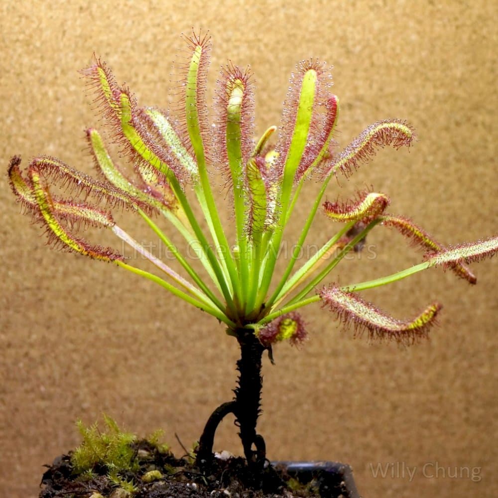 narrow-leaved Cape Colony sundew