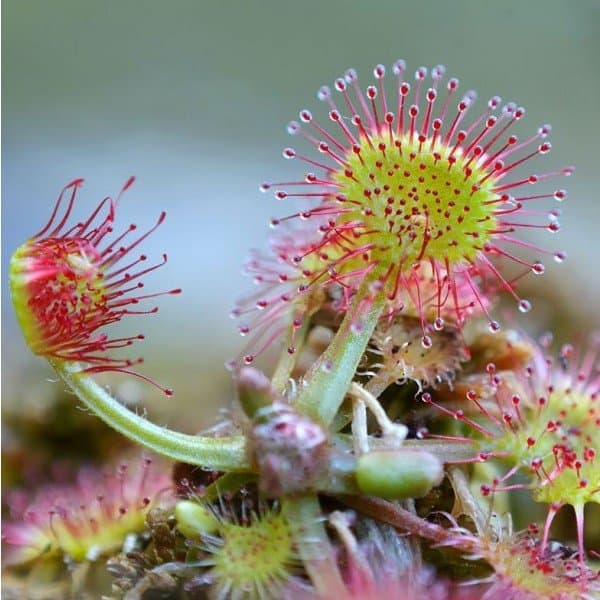 Sundew