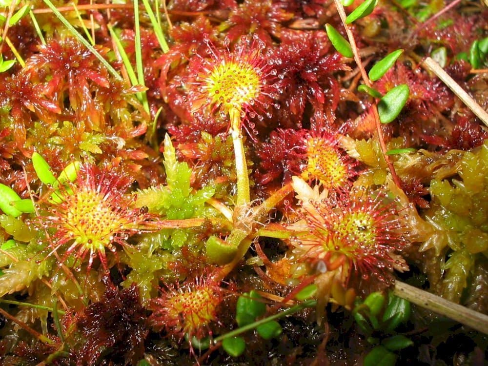 Sundew