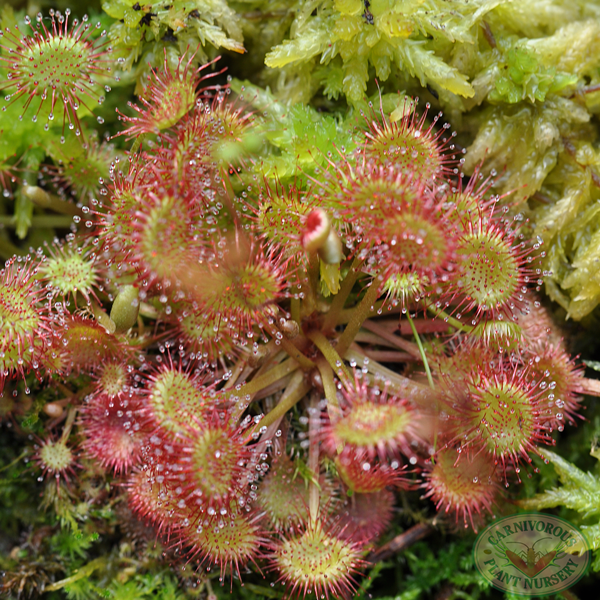 Sundew