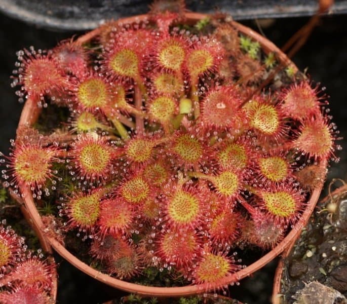 Sundew