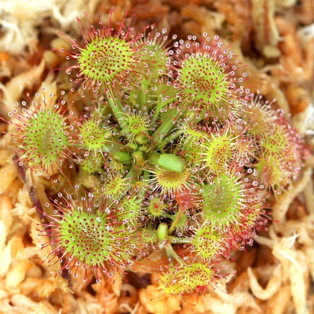 Sundew