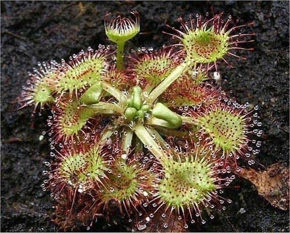 Sundew