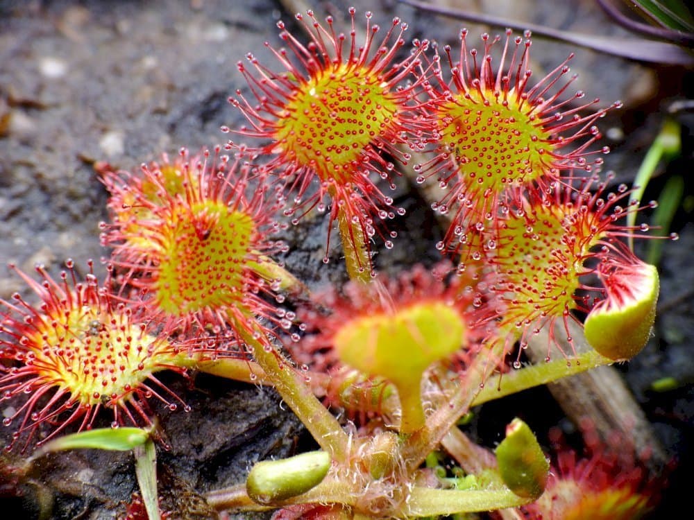 Sundew