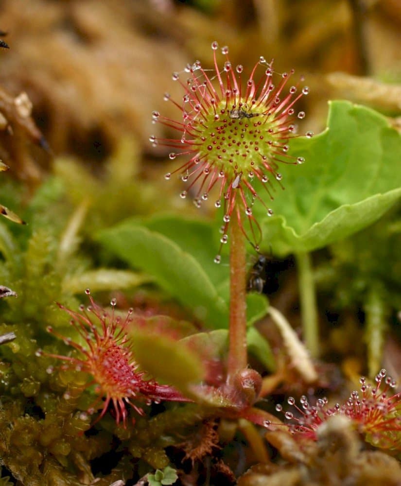 Sundew