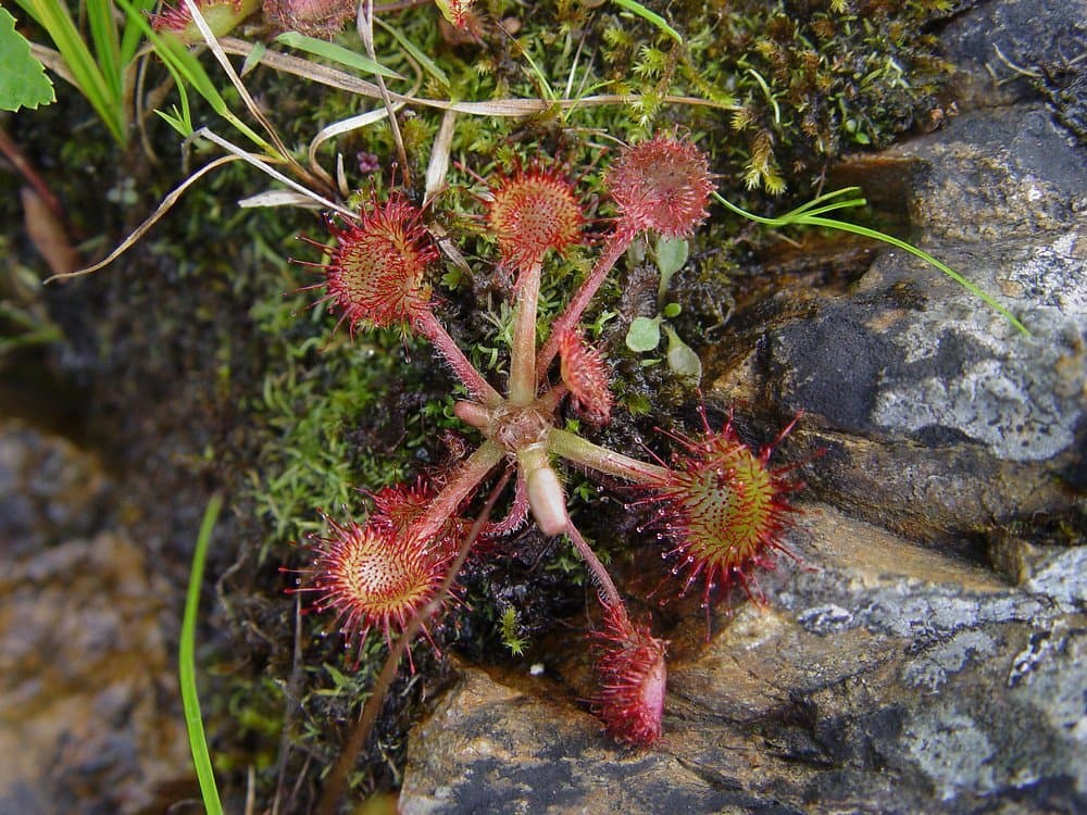 Sundew