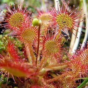 Sundew