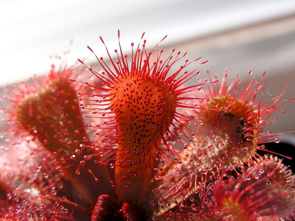 Slack's sundew