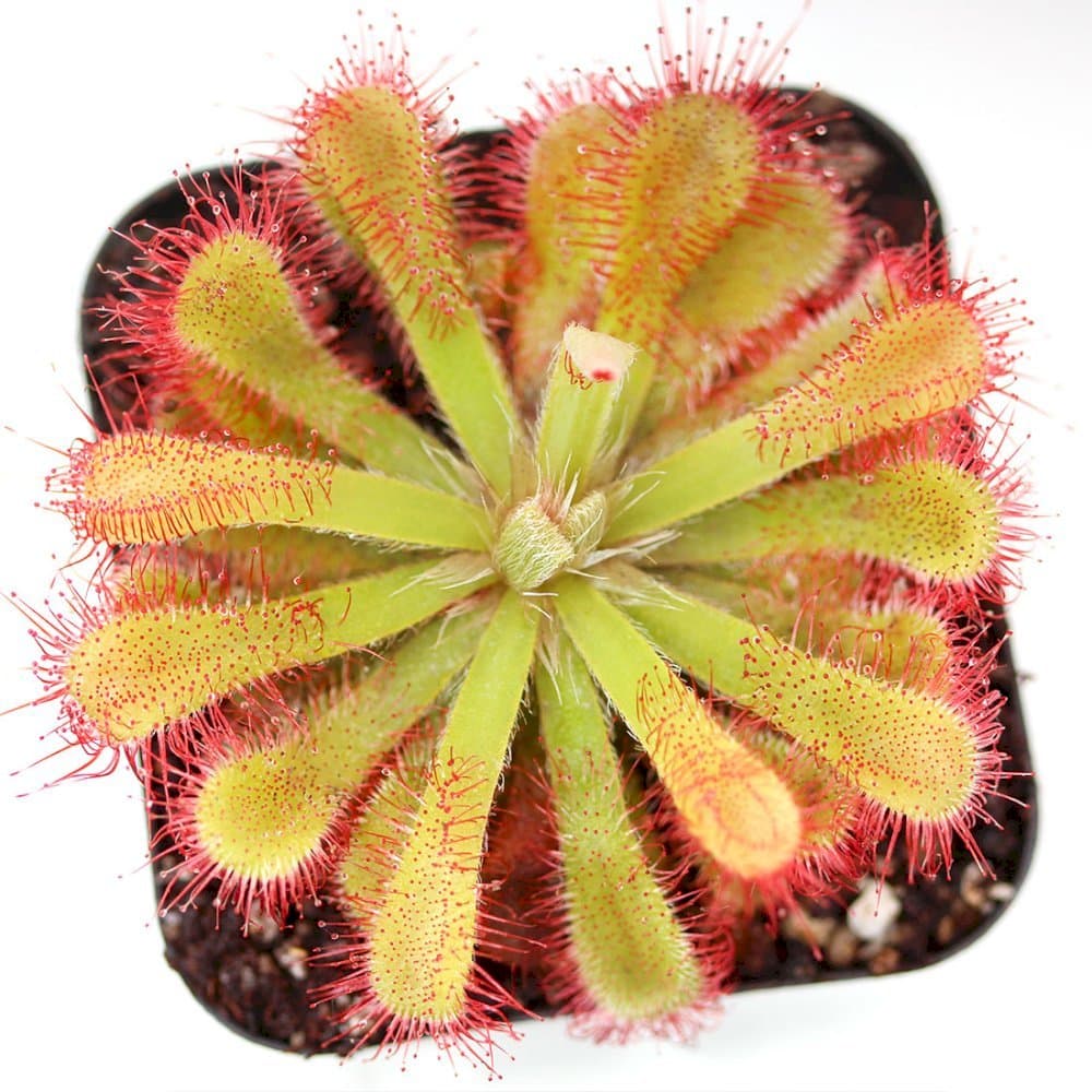 Slack's sundew