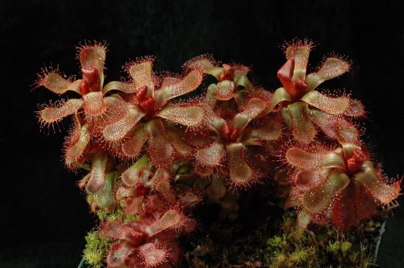 Slack's sundew