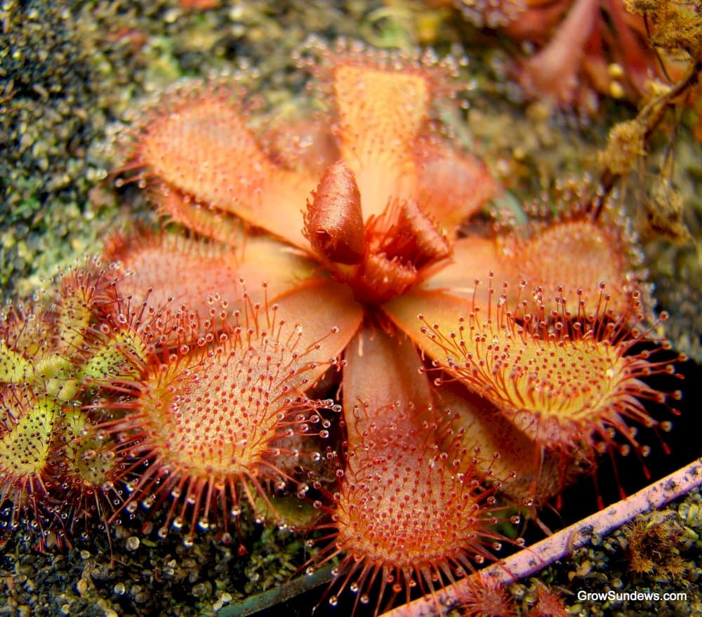 Slack's sundew