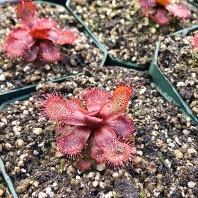 Slack's sundew