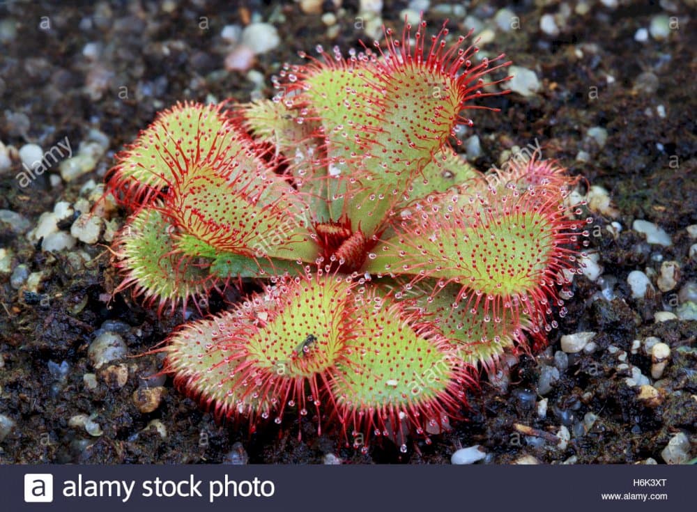 Slack's sundew