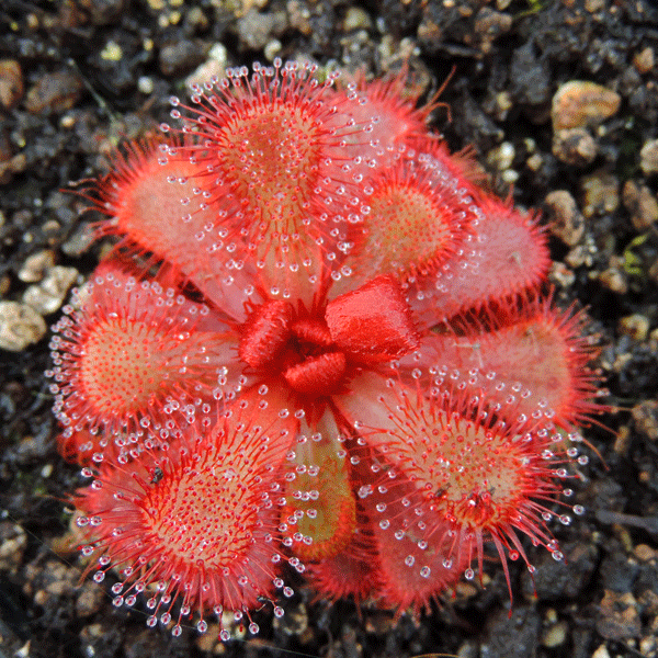 Slack's sundew