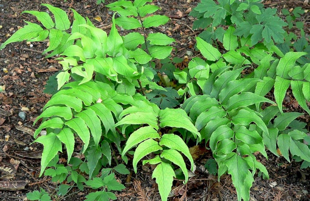 Japanese holly fern