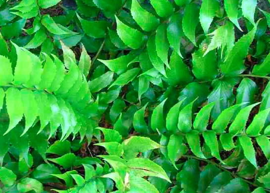 Japanese holly fern