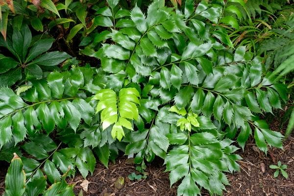 Japanese holly fern