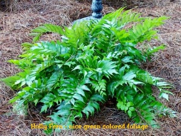 Japanese holly fern