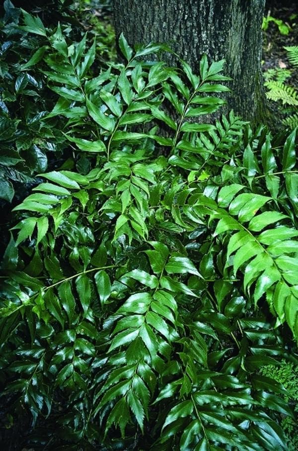 Japanese holly fern