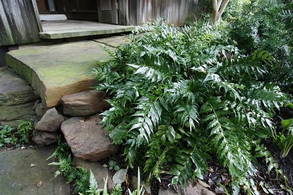 Japanese holly fern