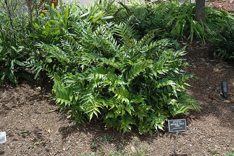 Japanese holly fern